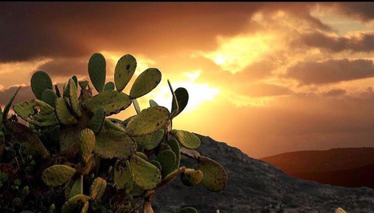 فندق Prickly Pear House Plaka  المظهر الخارجي الصورة